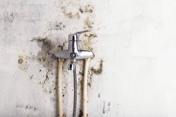 Best Affordable Mold Removal  in Nacogdoches, TX