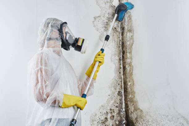 Best Home Mold Removal  in Nacogdoches, TX