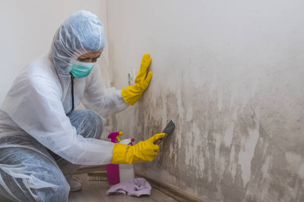 Best Residential Mold Removal  in Nacogdoches, TX