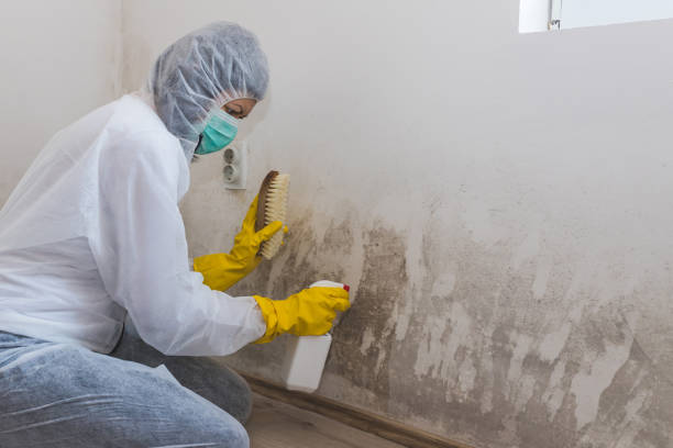 Best Black Mold Removal  in Nacogdoches, TX