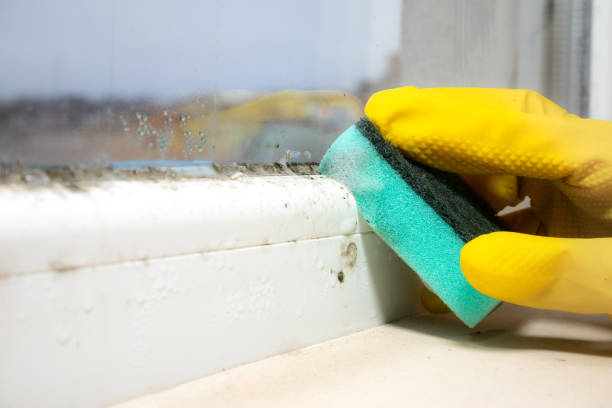 Best Attic Mold Removal  in Nacogdoches, TX