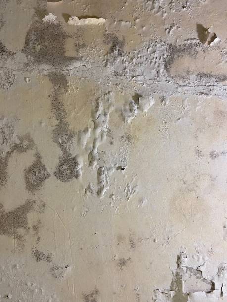 Best Residential Mold Removal  in Nacogdoches, TX