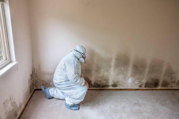 Reliable Nacogdoches, TX Mold Removal Solutions