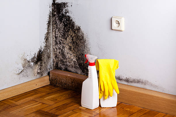 Best Commercial Mold Removal  in Nacogdoches, TX