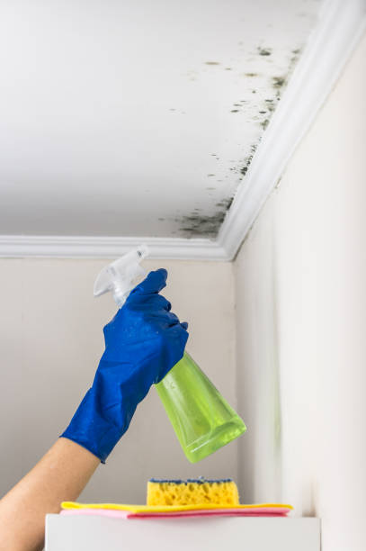 Best Emergency Mold Removal  in Nacogdoches, TX